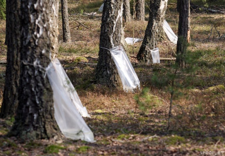 Правила сбора берёзового сока