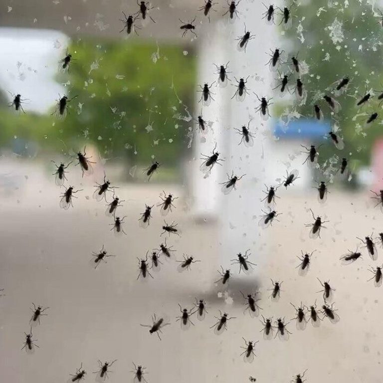 Сезон активности мошек начался. Как защититься?