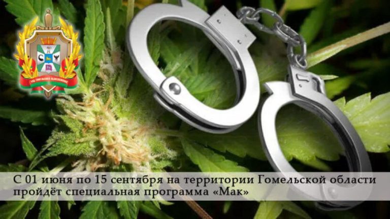 С 1 июня по 15 сентября на Гомельщине пройдет специальная программа «Мак»
