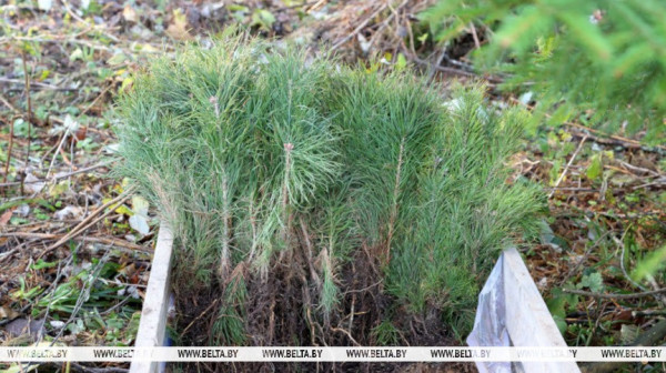 Амаль 5 тысяч чалавек у выхадныя прынялі ўдзел у акцыі “Дай лесу новае жыццё!”