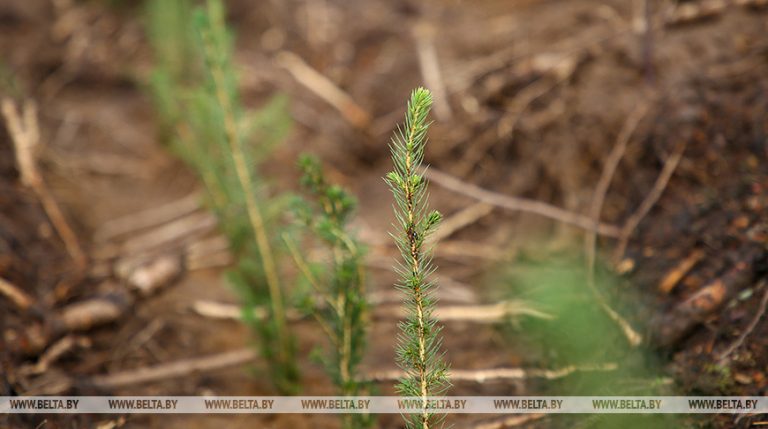 В Гомельской области в этом году планируют посадить не менее 150 тыс. деревьев и кустарников