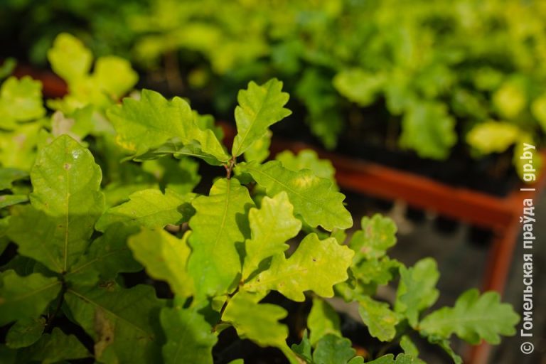 12 апреля стартует акция «Лес! Дабро! Парадак!»