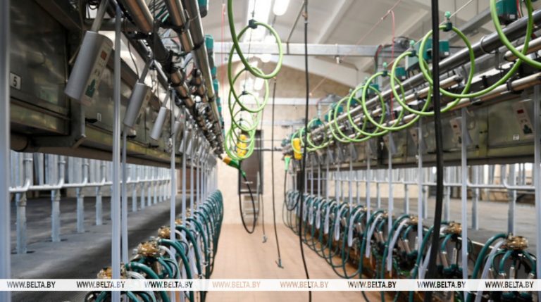 «Планируем 6 ферм ввести в этом году и 4 в следующем». Крупко о строительстве МТФ в Гомельской области