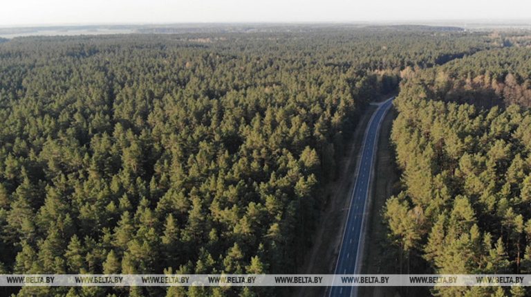 Беларусь занимает второе место по лесистости территории среди стран СНГ