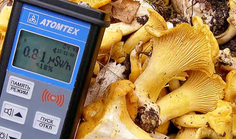 О радиационном контроле даров леса