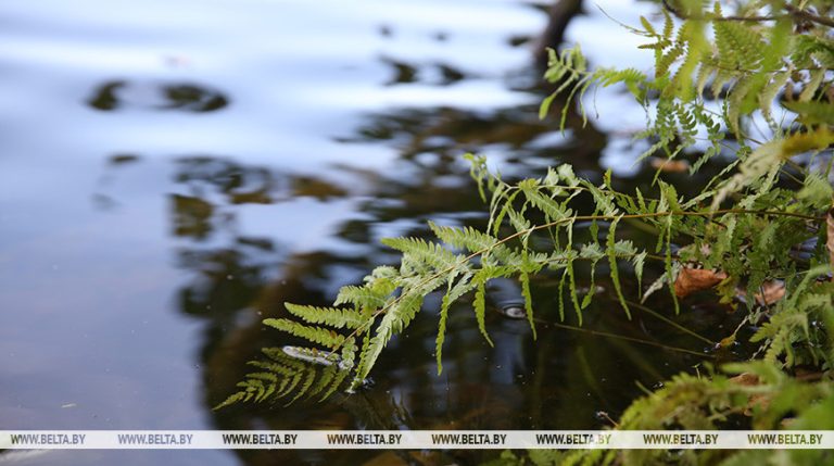 В Беларуси подготовили план действий по борьбе с зарастанием водоемов