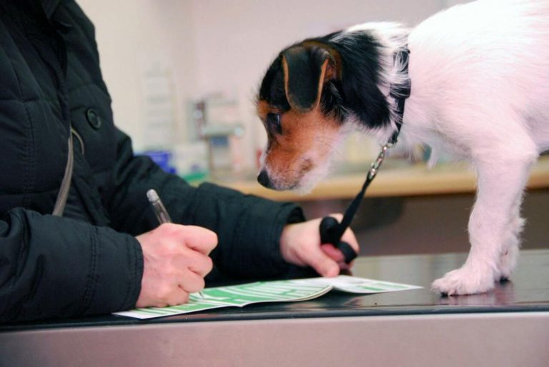 Зарегистрируй своего питомца