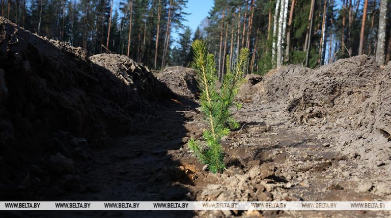 Единый день озеленения пройдет в Беларуси 11 октября