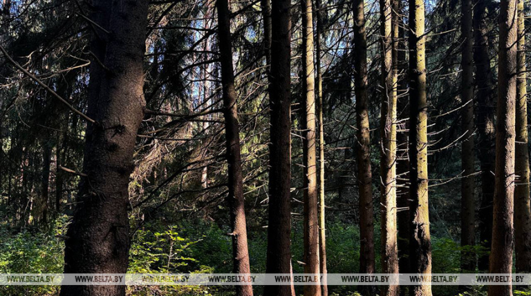 Посещение лесов ограничено на большей части территории Беларуси
