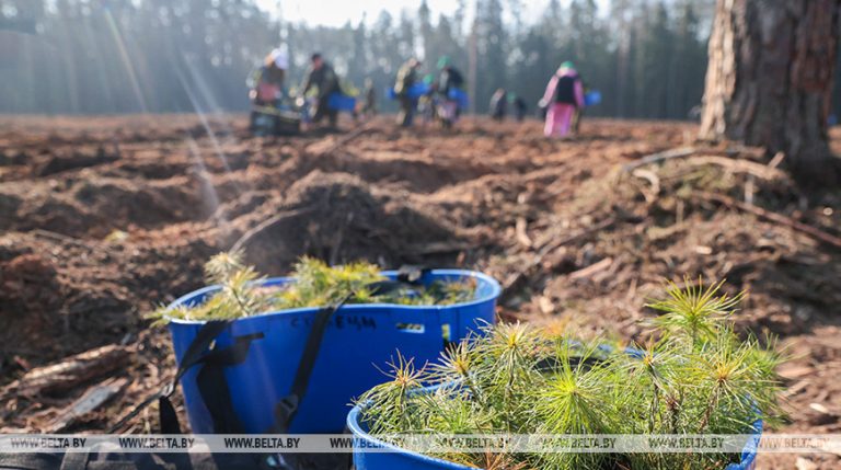 В республиканской акции «Лес! Дабро! Парадак!» приняли участие почти 58 тыс. человек